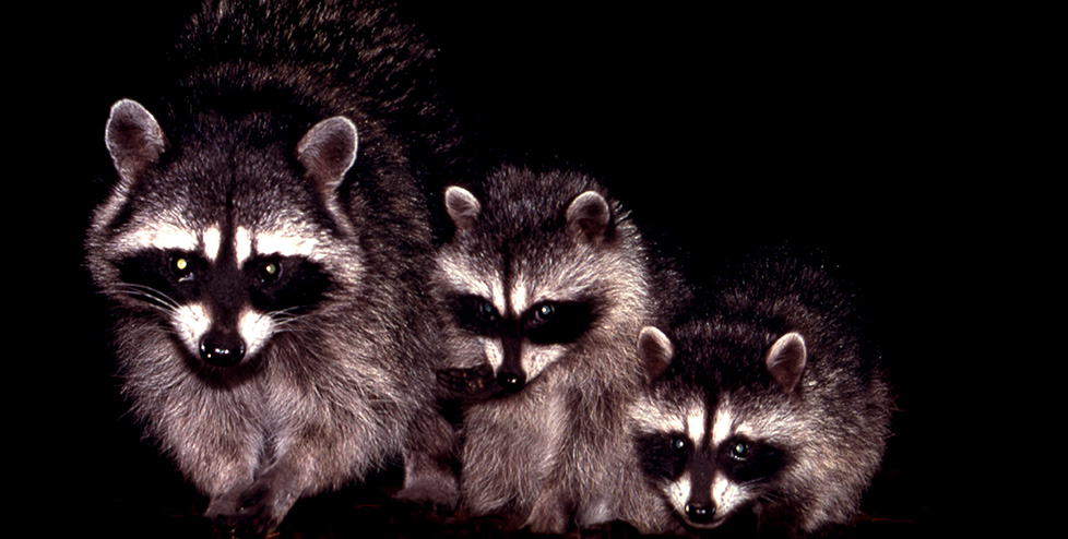 are racoons nocturnal animals