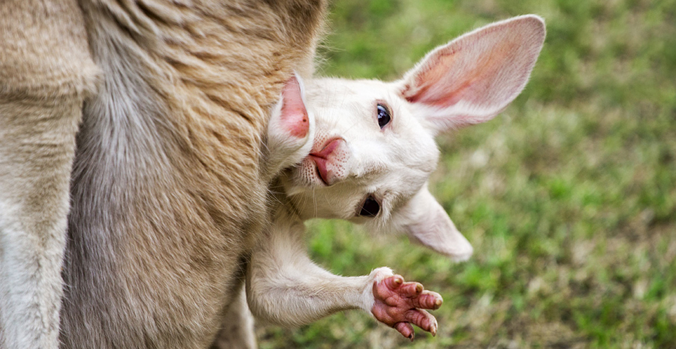 14 What is a Kangaroo? Smrt English