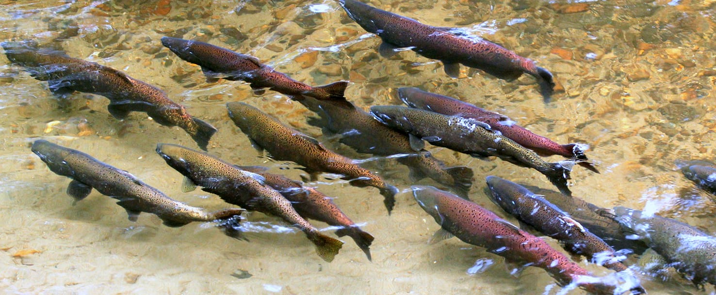 13 What is a Salmon Fish? Smrt English