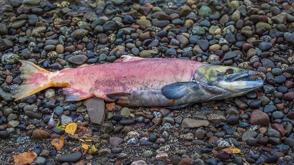 13 What is a Salmon Fish? Smrt English